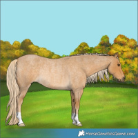 Horse Color:Palomino Roan Rabicano