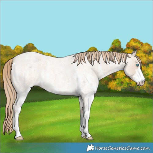 Horse Color:Smoky Creme Roan Sabino