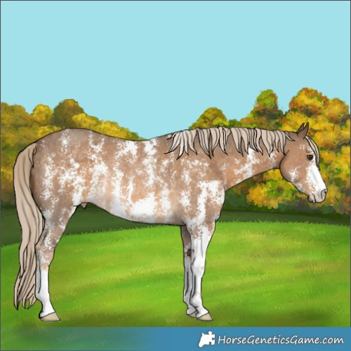 Horse Color:Chocolate Palomino Sabino Rabicano 