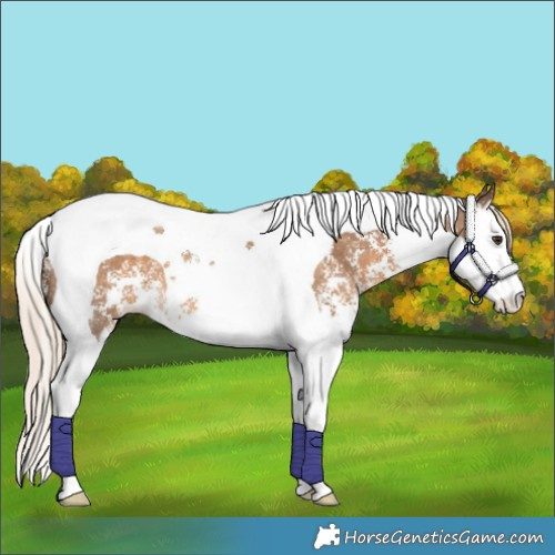 Horse Color:Chocolate Palomino Sabino Splash Tobiano 