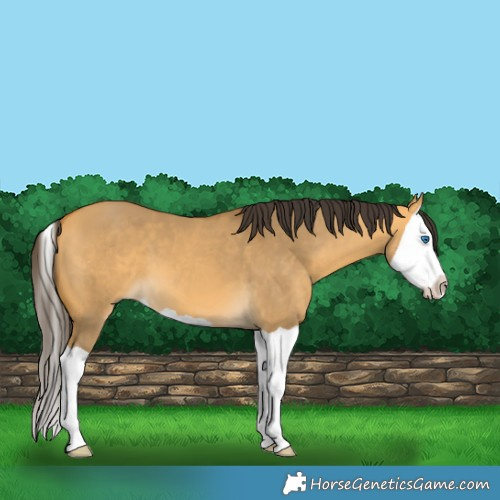 Horse Color:Buckskin Dun Splash 