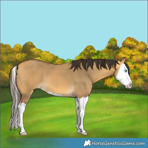Horse Color:Buckskin Dun Splash