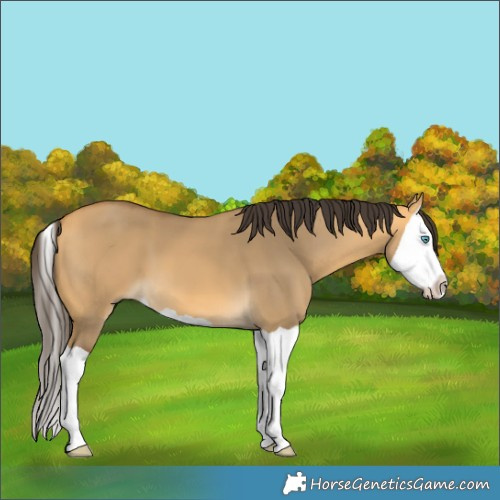 Horse Color:Buckskin Dun Splash 