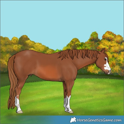 Horse Color:Chestnut 