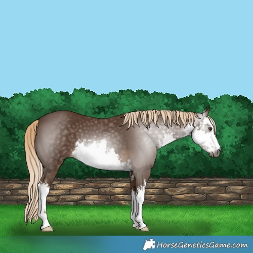 Horse Color:Gray White Spotted Chocolate Palomino