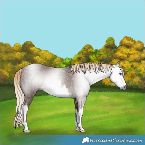 Horse Color:Gray White Spotted Chocolate Palomino 