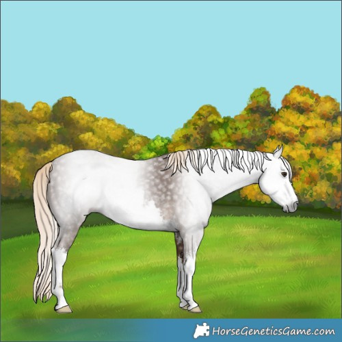 Horse Color:Gray White Spotted Chocolate Palomino 