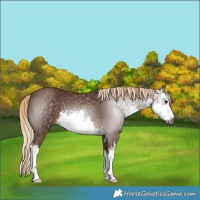 Horse Color:Gray White Spotted Chocolate Palomino 