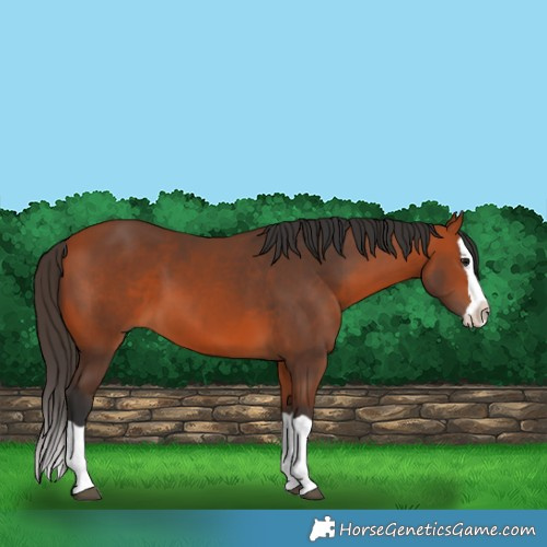Horse Color:Bay Splash