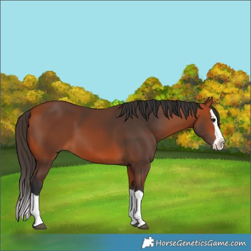 Horse Color:Bay Splash 