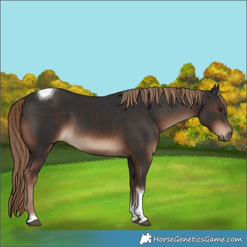 Horse Color:Liver Chestnut Tobiano 