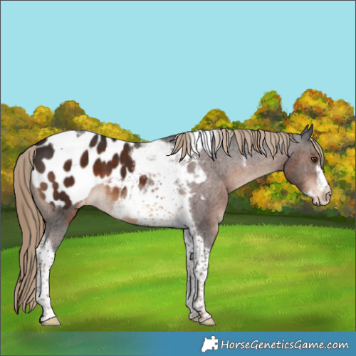 Horse Color:Liver Chestnut Tobiano Frame Appaloosa