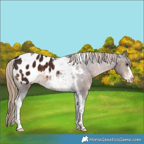 Horse Color:Liver Chestnut Tobiano Frame Appaloosa 