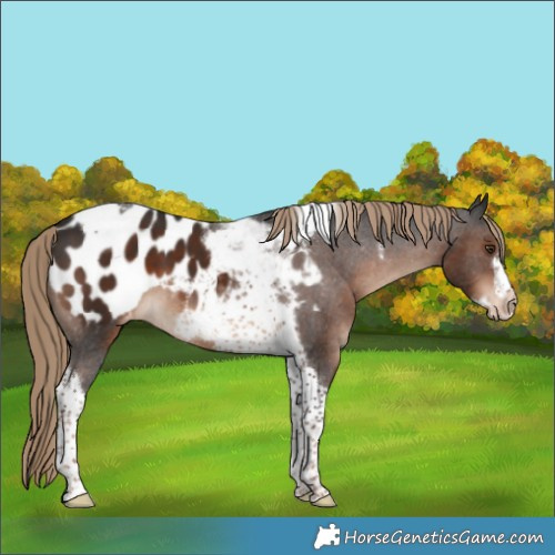 Horse Color:Liver Chestnut Tobiano Frame Blanket 