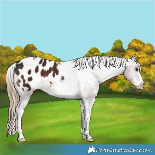 Horse Color:Liver Chestnut Tobiano Frame Appaloosa 
