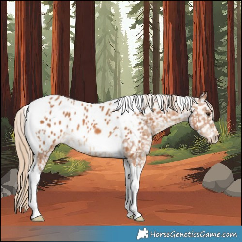 Horse Color:Chestnut Tobiano Appaloosa 