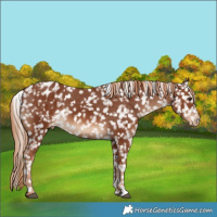 Horse Color:Chestnut Blanket 