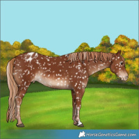 Horse Color:Chestnut Appaloosa 