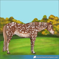 Horse Color:Chestnut Appaloosa