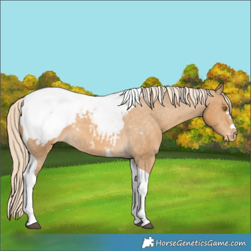 Horse Color:Palomino Tobiano Snowcap 