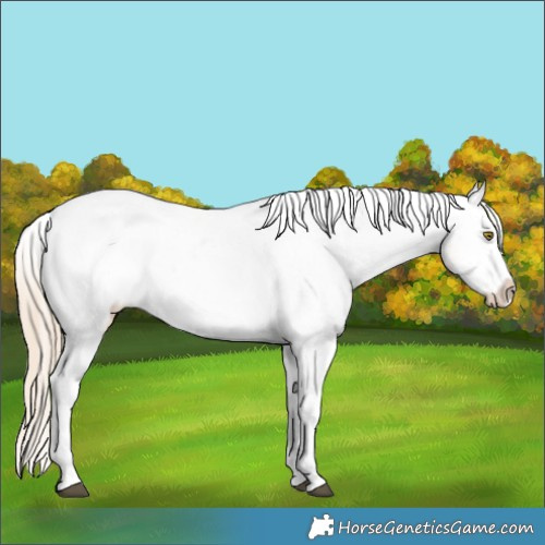 Horse Color:Palomino Tobiano Snowcap 