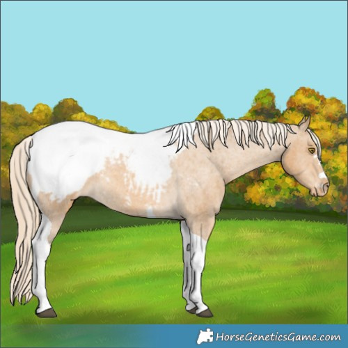Horse Color:Palomino Tobiano Appaloosa 