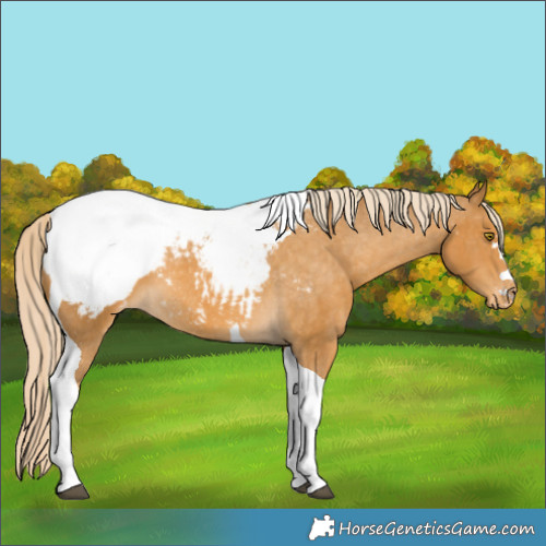 Horse Color:Palomino Tobiano Appaloosa