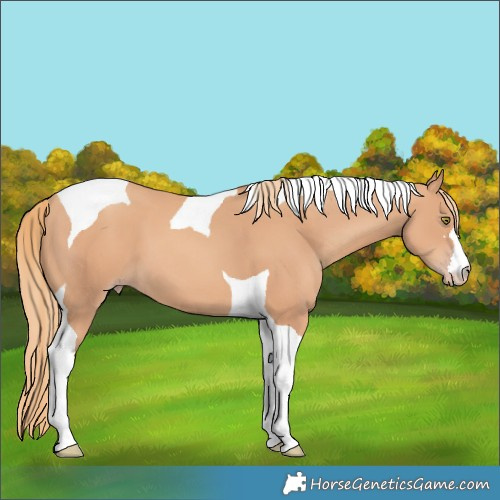 Horse Color:Gold Champagne Tobiano 