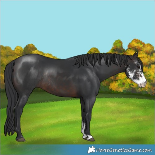 Horse Color:Brown Sabino Rabicano 