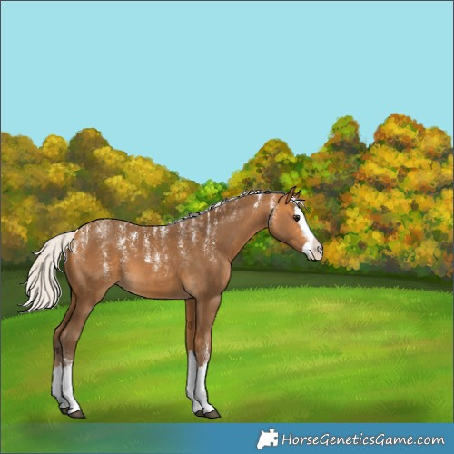 Horse Color:Powder White Silver Buckskin Splash 