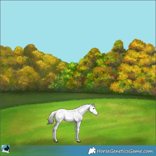 Horse Color:Black Ice Sabino Appaloosa 