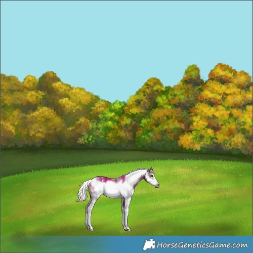 Horse Color:White Spotted Silver Black Sabino Frame