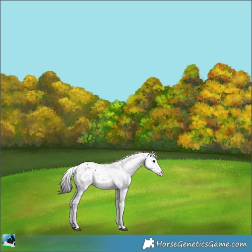 Horse Color:Black Ice Sabino Appaloosa Rabicano 