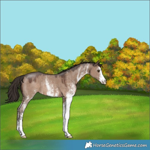 Horse Color:White Spotted Liver Red Dun Rabicano
