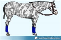 Horse Color:Blue Roan Sabino Splash  and Blue Roan Sabino Splash Appaloosa 