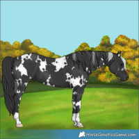Horse Color:White Spotted Black 
