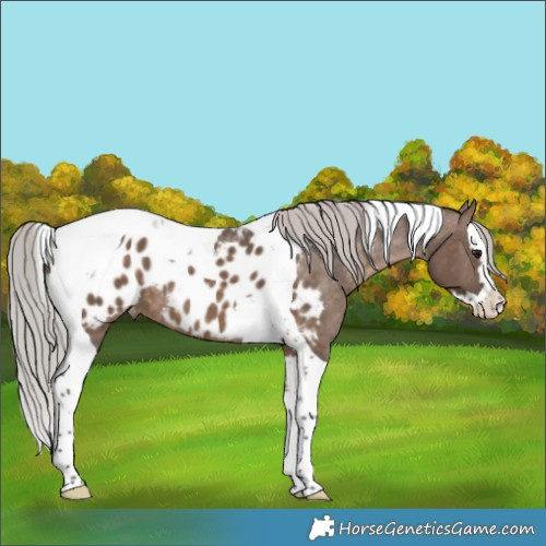 Horse Color:Silver Brown Dun Splash Tobiano Appaloosa