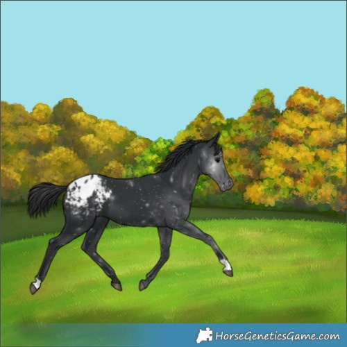 Horse Color:Black Appaloosa 