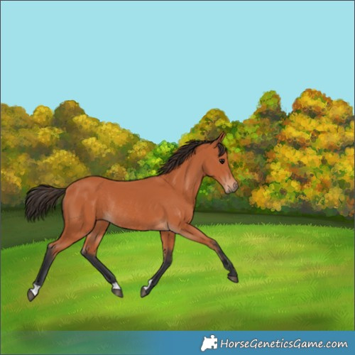 Horse Color:Bay Rabicano 