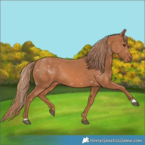 Horse Color:Chestnut Rabicano 