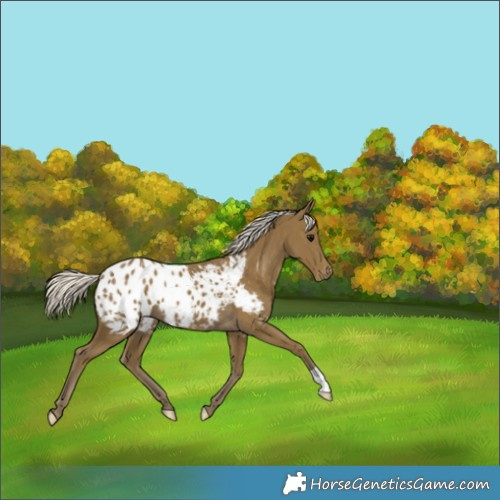 Horse Color:Silver Smoky Black Appaloosa 