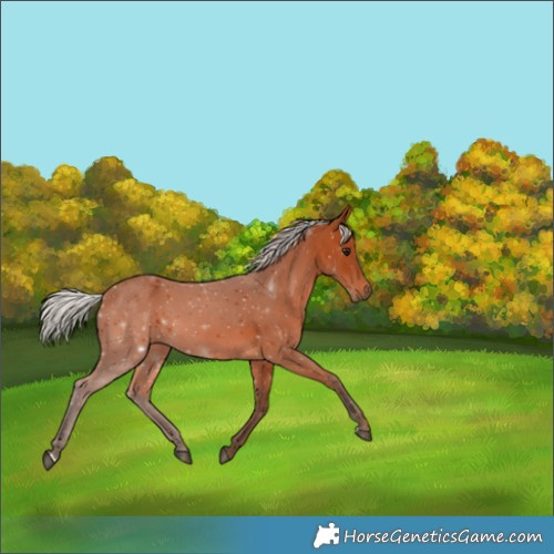 Horse Color:Silver Bay 