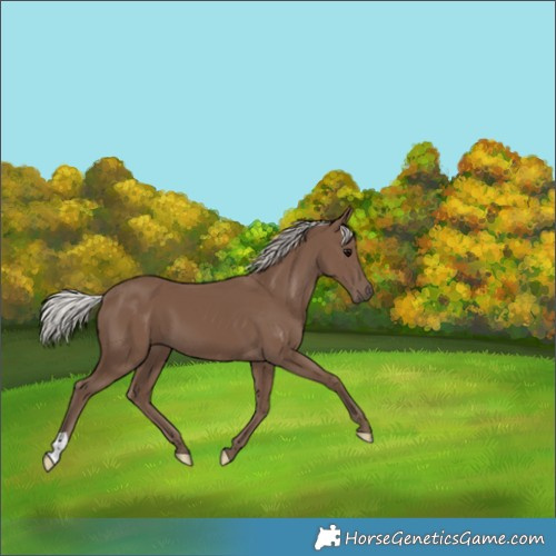 Horse Color:Silver Black 