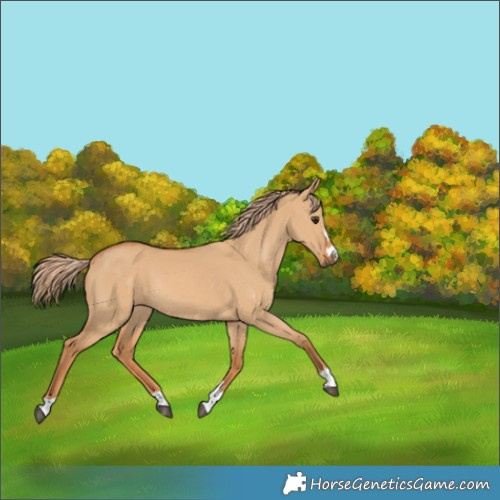 Horse Color:Red Dun Rabicano 