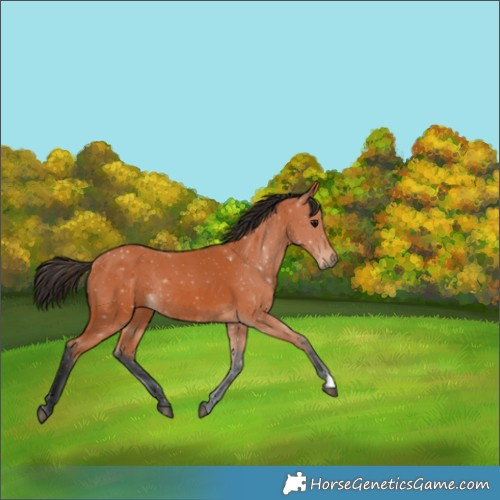 Horse Color:Bay Rabicano 