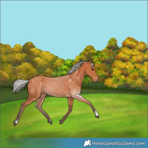 Horse Color:Silver Bay 