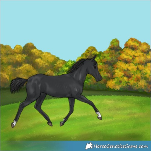 Horse Color:Black 