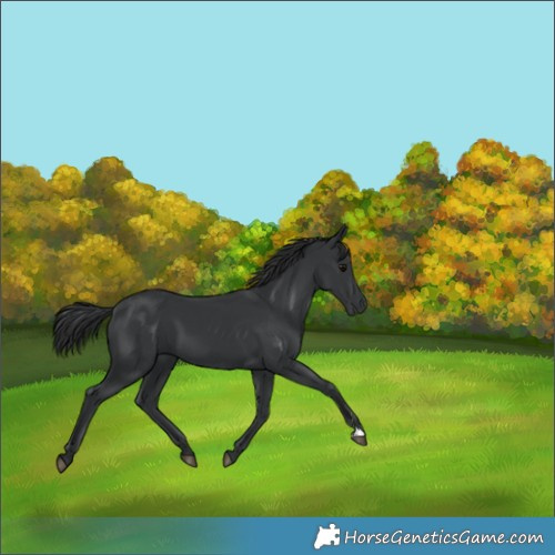 Horse Color:Black 