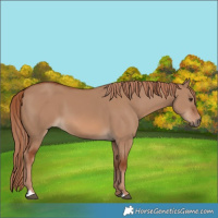 Horse Color:Red Dun