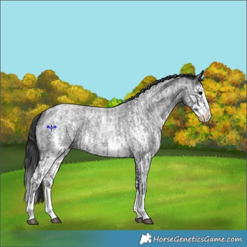 Horse Color:Blue Roan Sabino Splash  and Blue Roan Sabino Splash 
